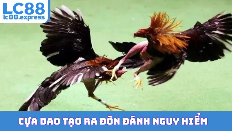Cựa dao tạo ra đòn đánh nguy hiểm