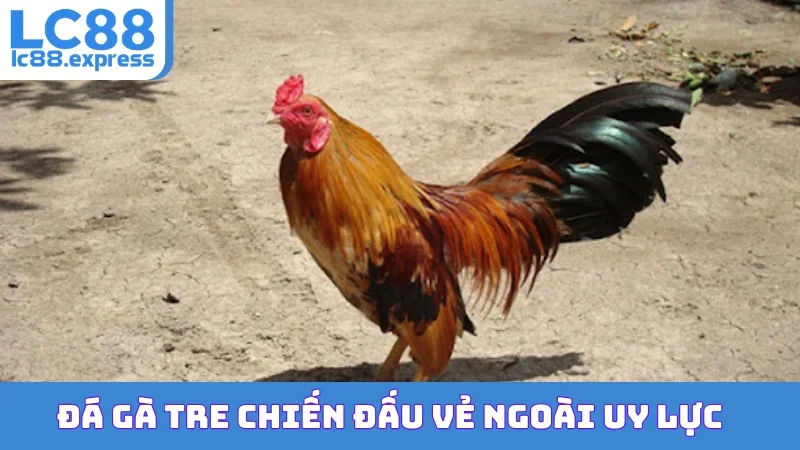 Đá gà tre chiến đấu vẻ ngoài uy lực