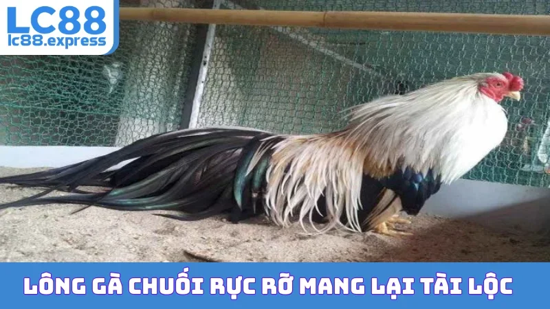 Lông gà chuối rực rỡ mang lại tài lộc